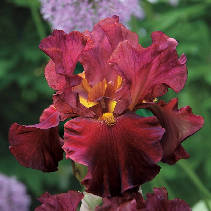 Red bearded Iris baby plant (not in bloom)