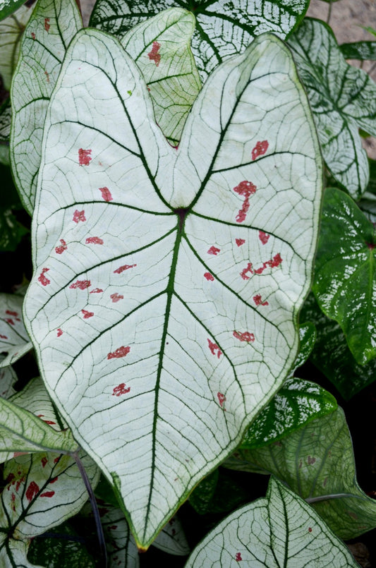 Caladium 'Marie Moir'  tropical perennial plant bulb ~ New Crop 2024 In Stock!