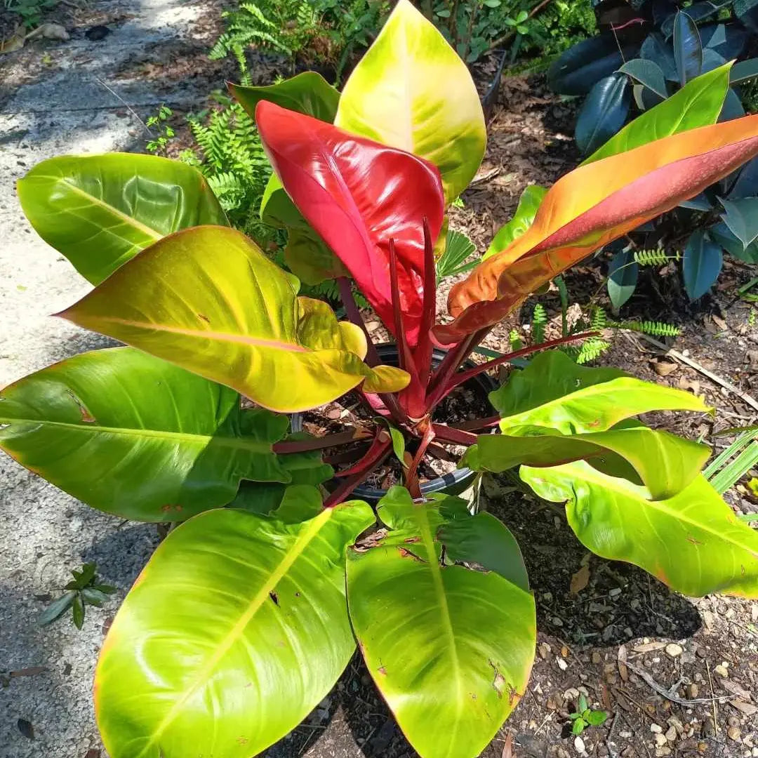 Prince of Orange Philodendron Tropical live plant 3 gal