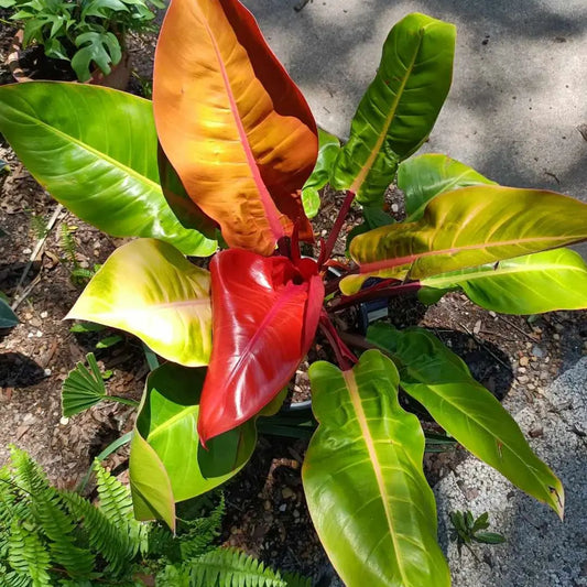 Prince of Orange Philodendron Tropical live plant 3 gal