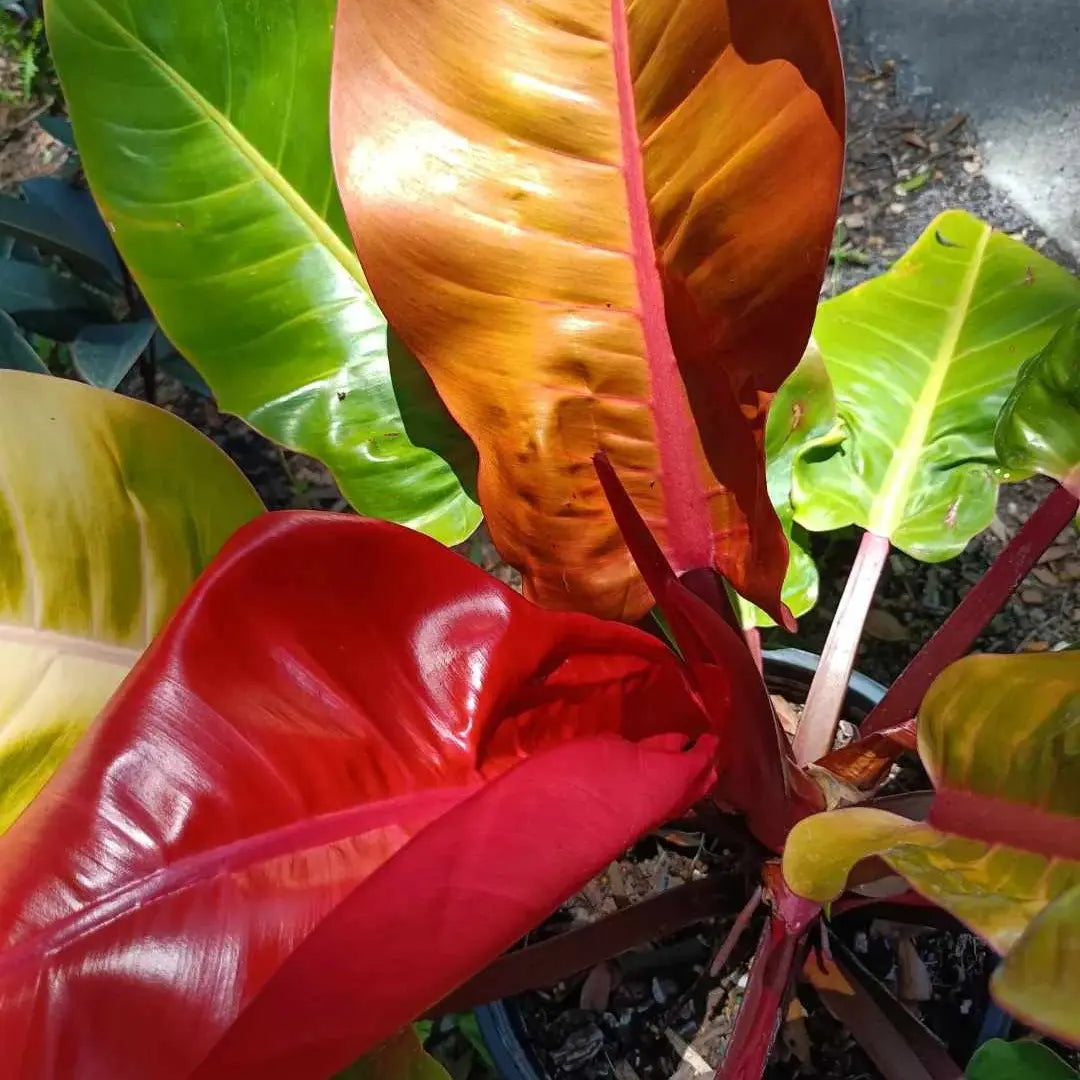 Prince of Orange Philodendron Tropical live plant 3 gal
