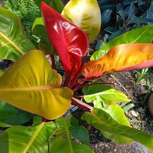 Prince of Orange Philodendron Tropical live plant 3 gal