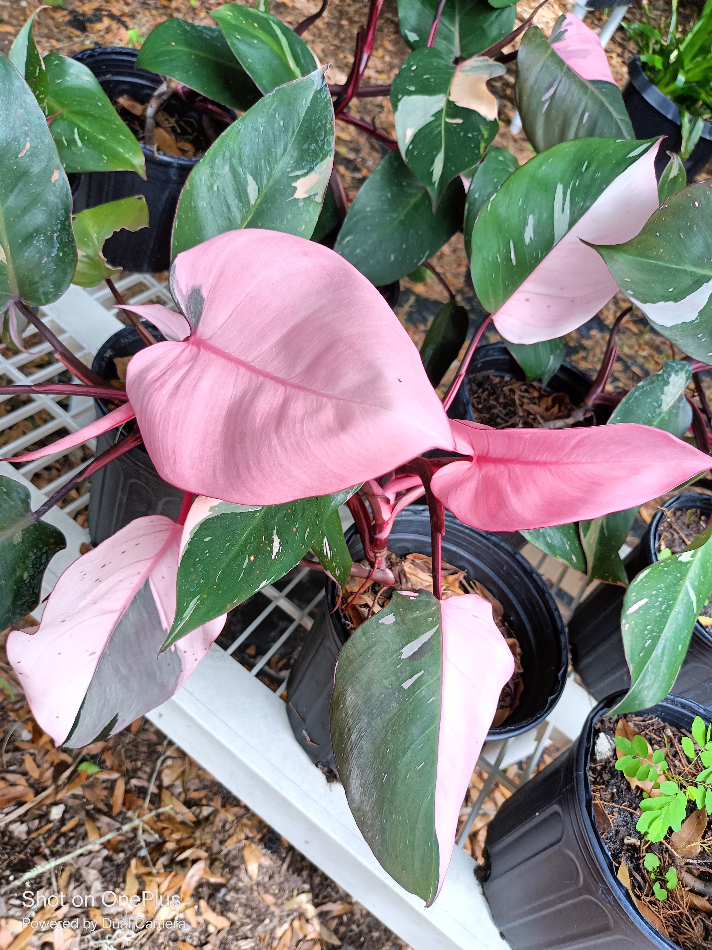 pink princess philodendron in the wild Pink Princess Philodendron Rare Tropical Plant 3in pot – Orender Farm and Gardens LLC