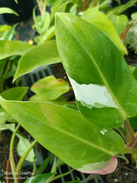 White Princess Philodendron Rare Tropical Plant 4 in pot