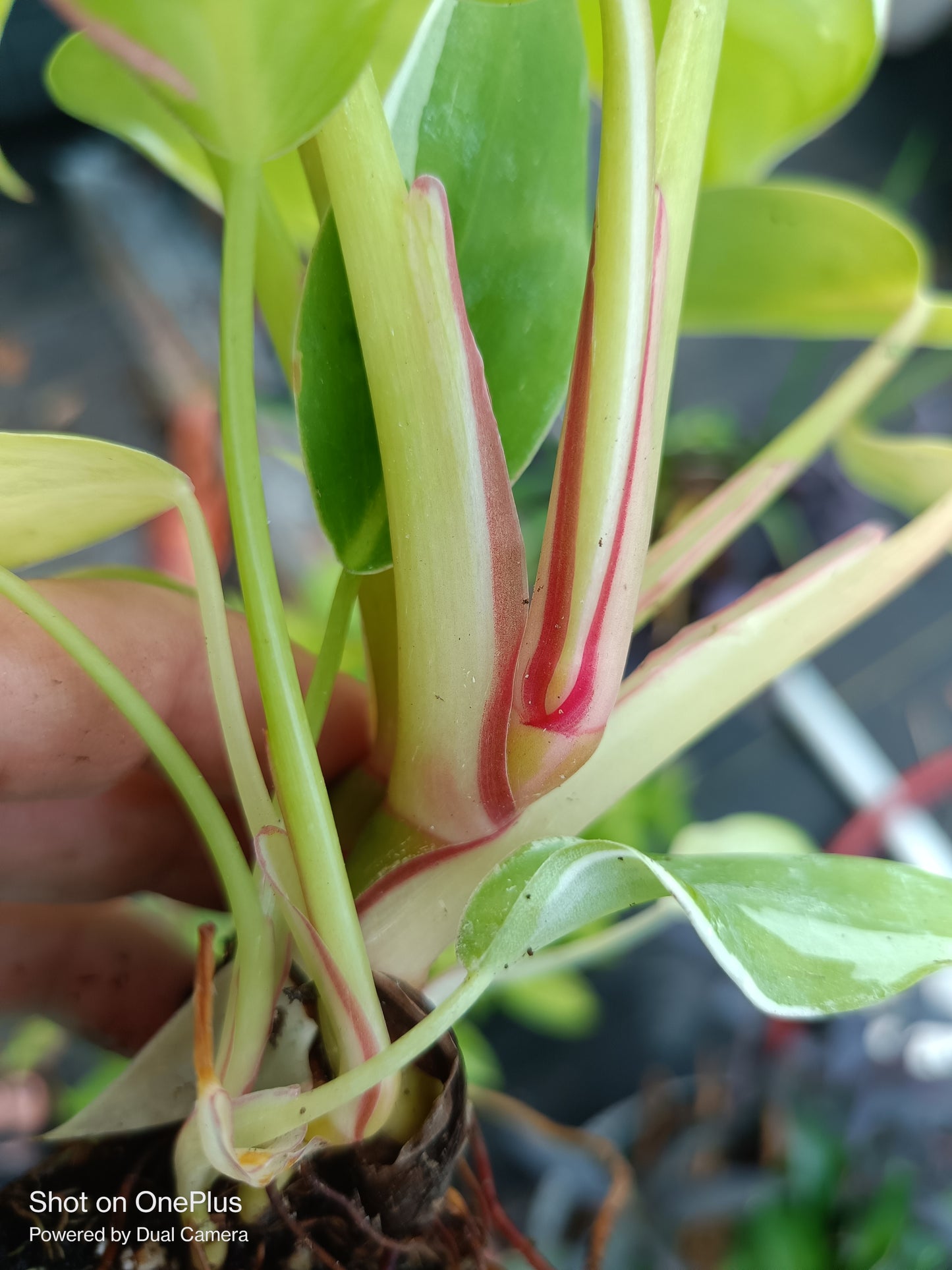 White Princess Philodendron Rare Tropical Plant 4 in pot