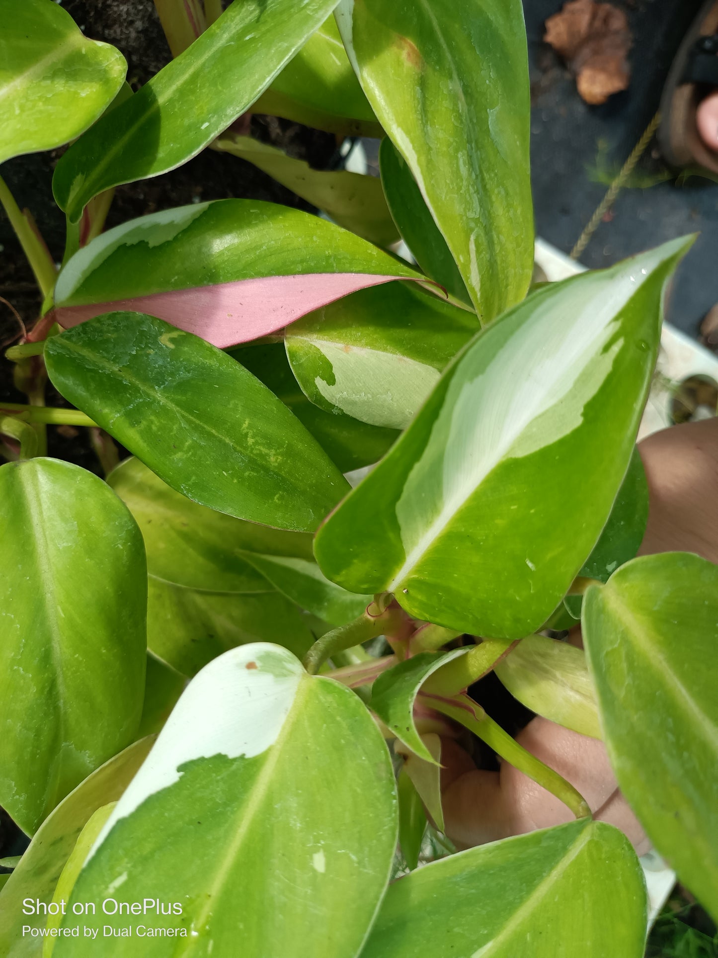 White Princess Philodendron Rare Tropical Plant 4 in pot