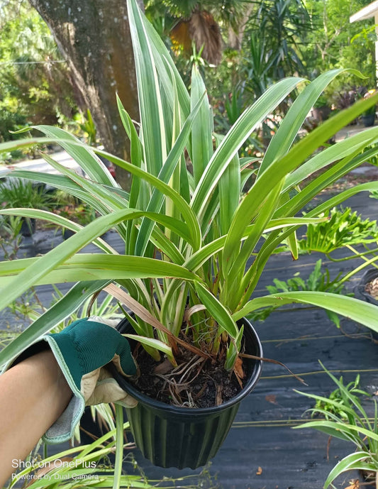 Flax Lily ( bordering shrub) live plant