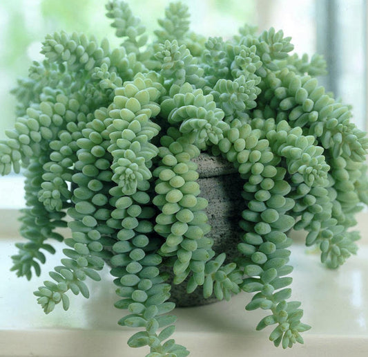Braided hair succulent (3 strands)