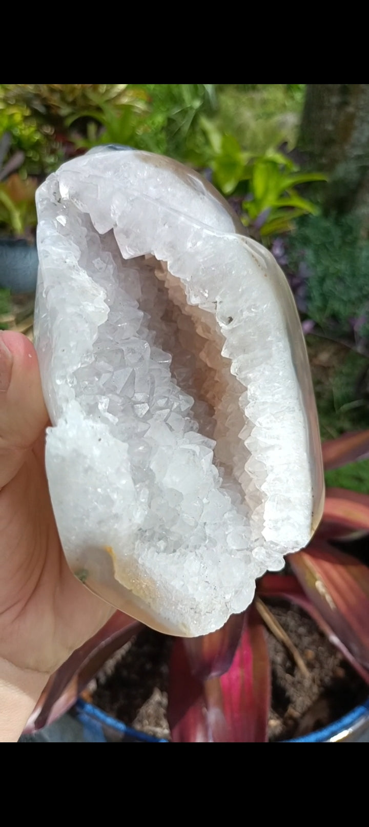 Agate Sea Shell carving C xLg
