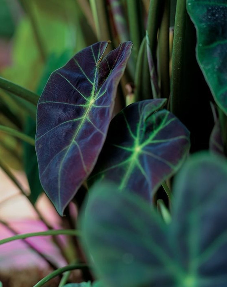 black beauty succulent Colocasia Black Beauty Starter Plant – Orender Farm and Gardens LLC