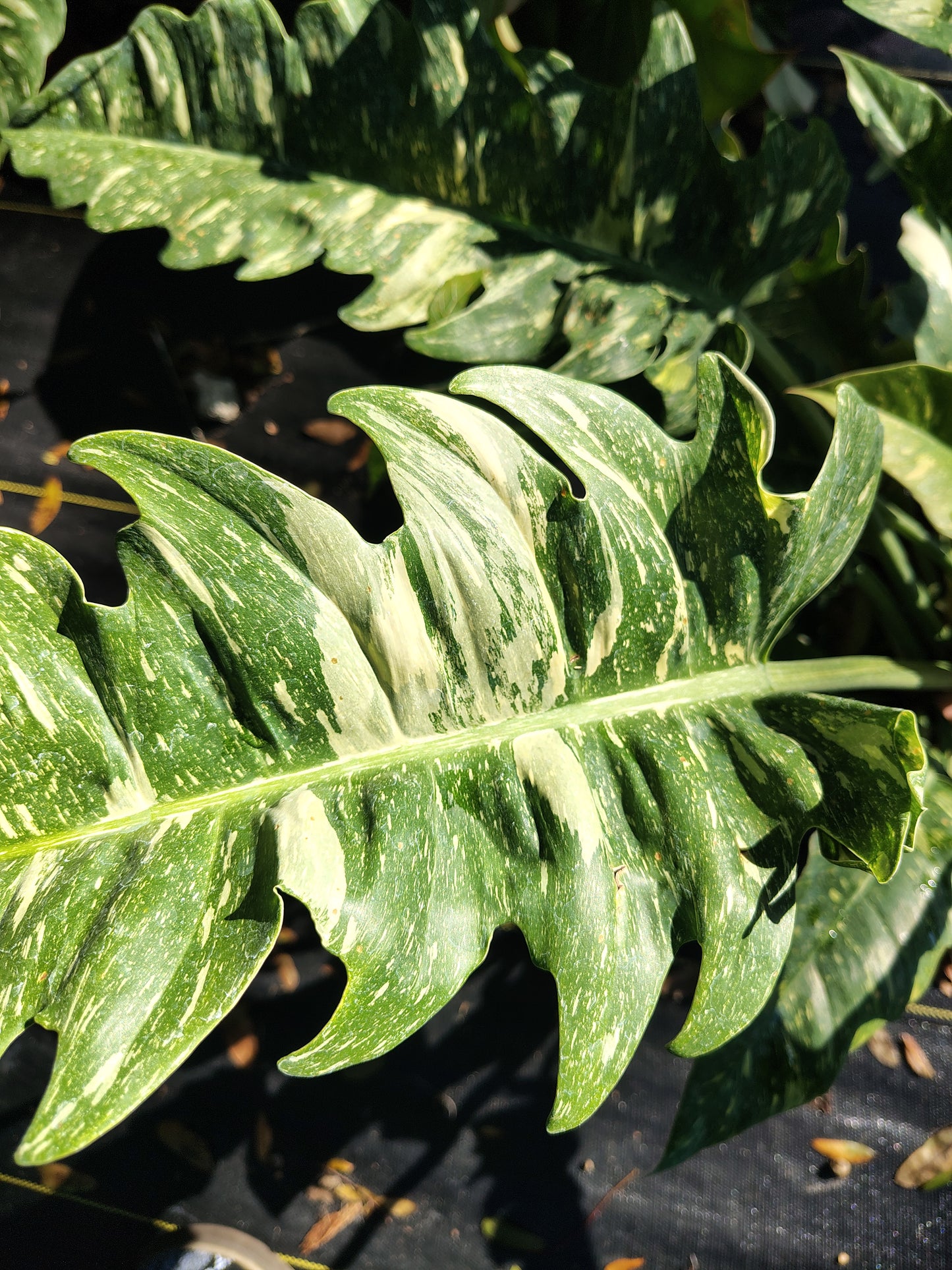 Ring of Fire Philodendron (3 gallon)