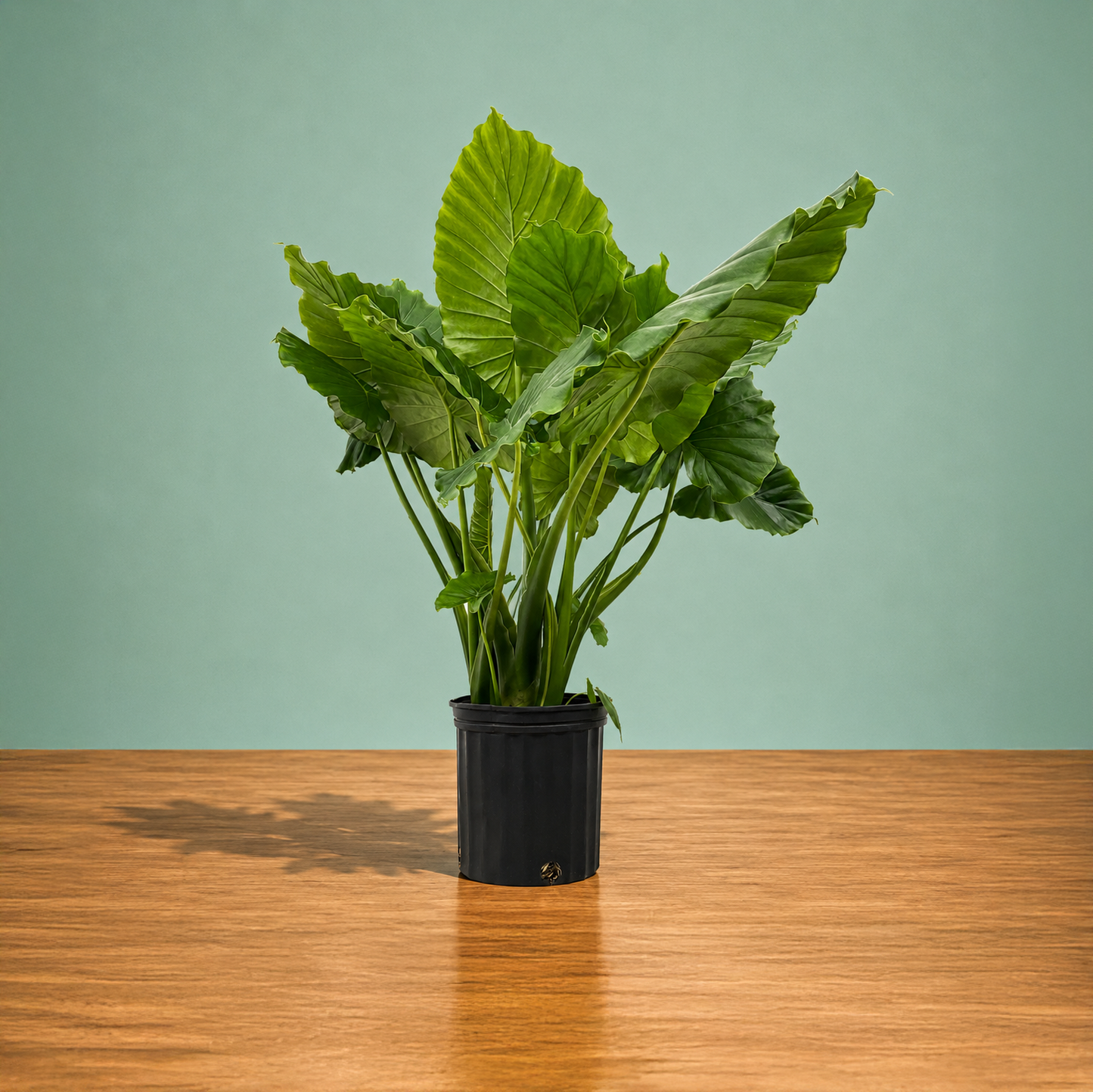 Alocasia ~ California ~ Live plant