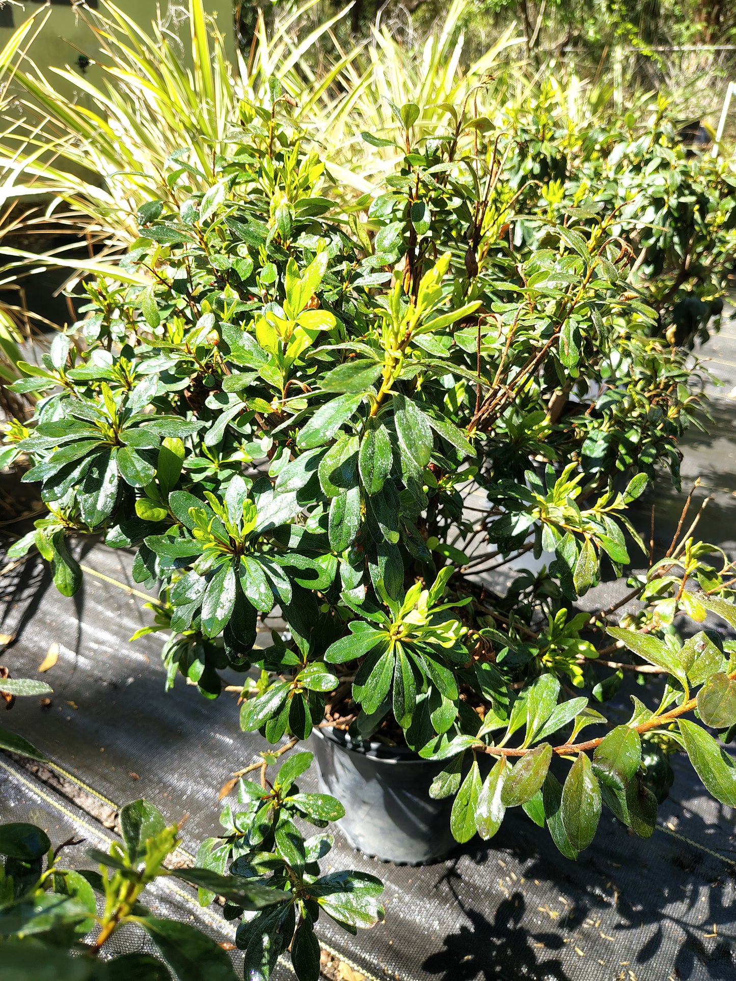 Dogwood Azalea 3 gal
