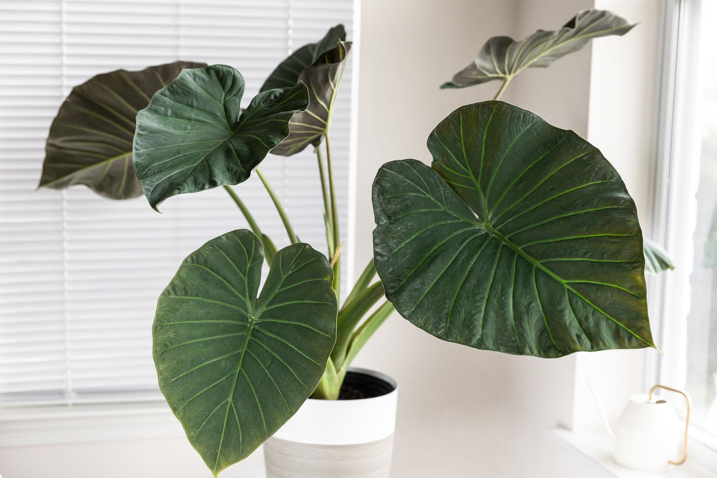 Alocasia ~ regional shield