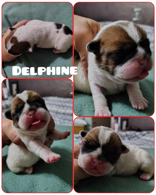 French Bulldog puppy Delphine aka Hazelnut