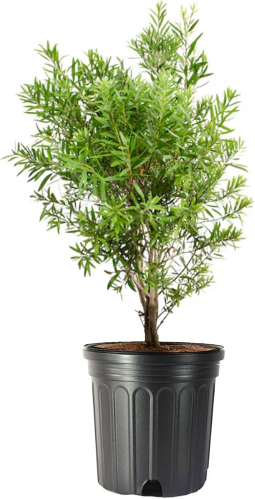 Red cluster bottle brush 3 gallon