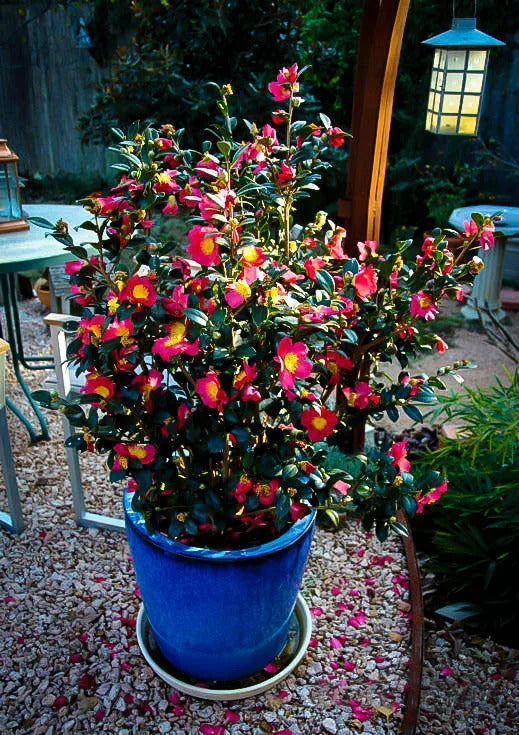 Camellia Yuletide