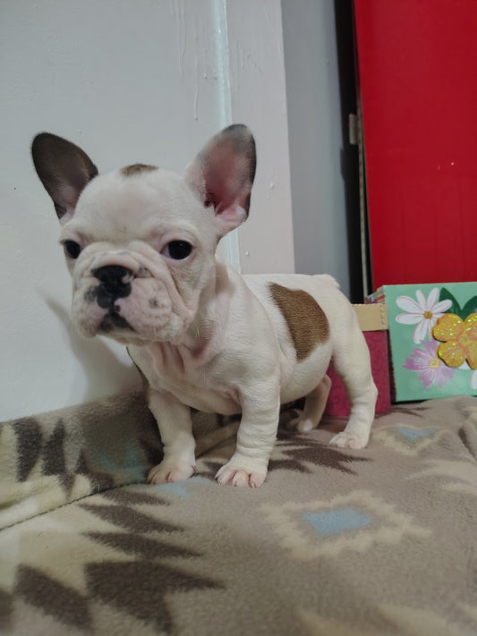 French bulldog puppy ~ Delilah aka Olivia
