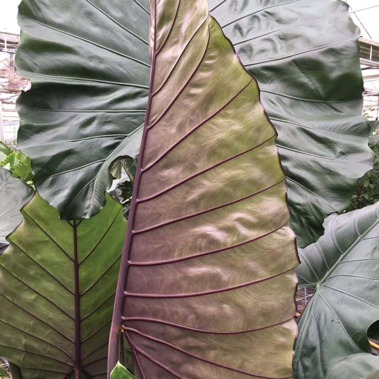Alocasia Sumo Tropical Live Plant Bulb Baby Plant With Roots green and purple