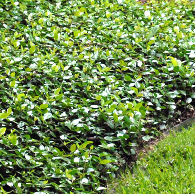 Texas longleaf ground cover with Jasmine