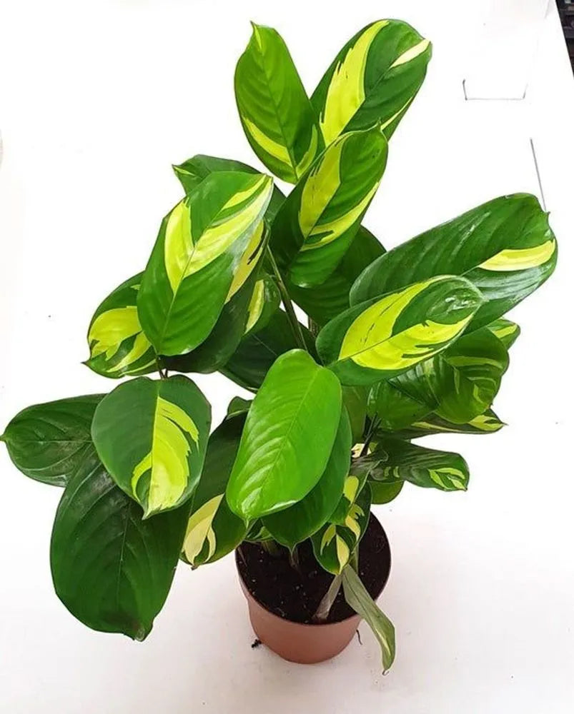 Never never plant variegated
