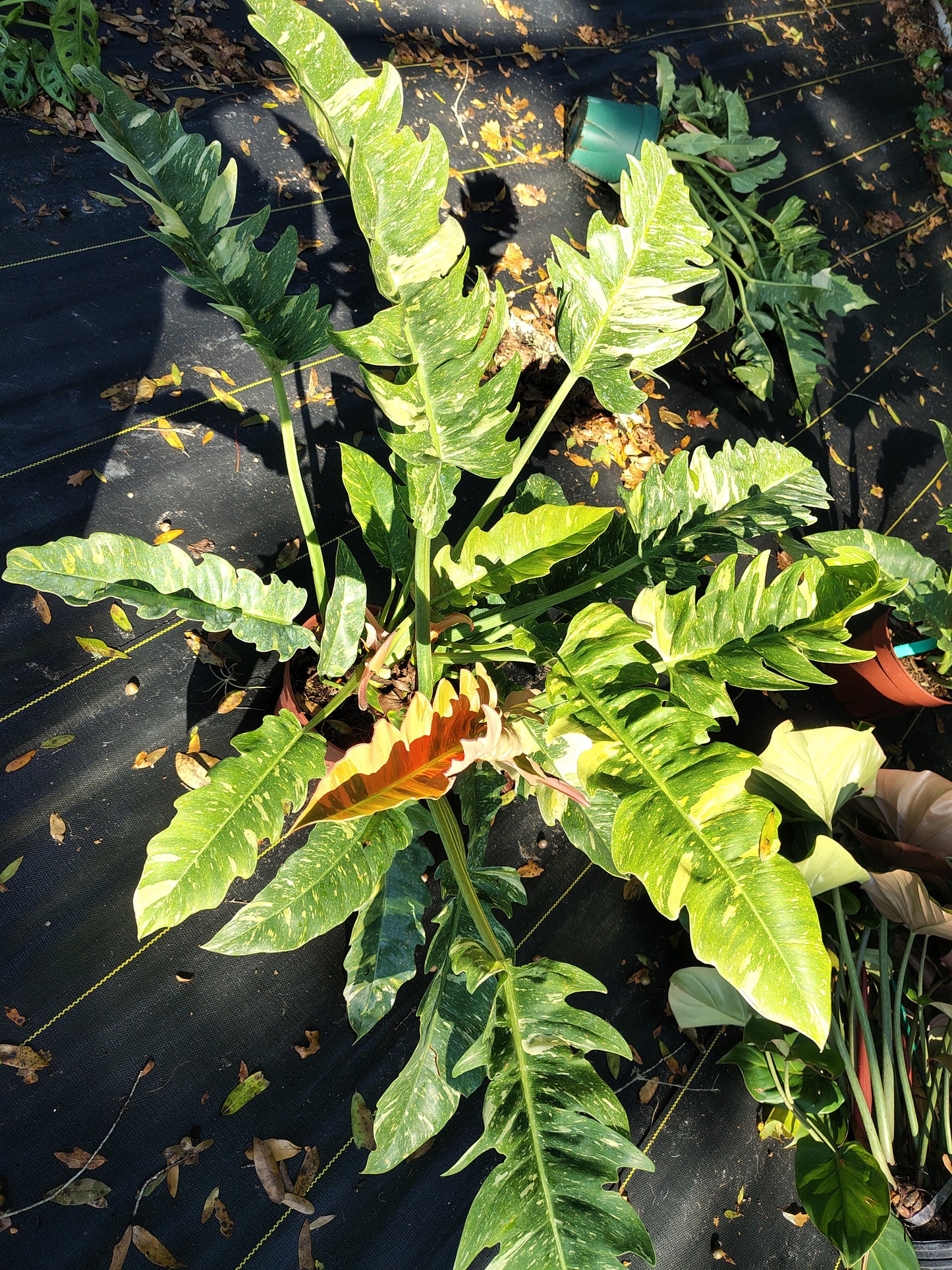 Ring of Fire Philodendron (3 gallon)