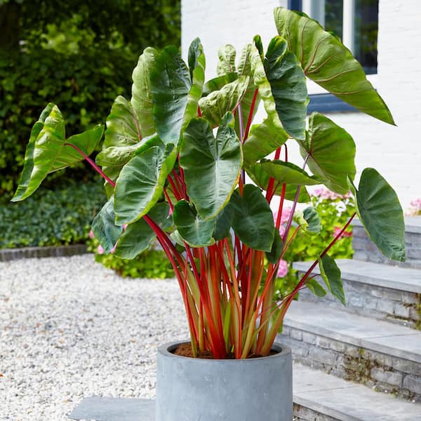 Colocasia Hawaiian fruit punch live plant small one half gallon