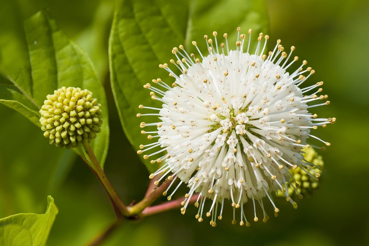 Button Bush native live plant shrub