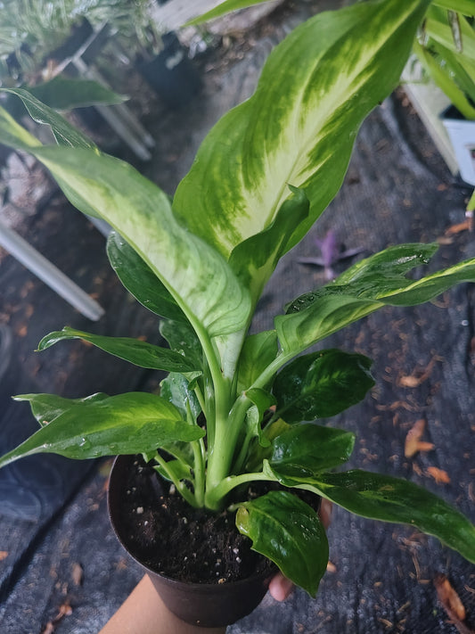 Dieffenbachia aka leopard lily (4 in pot)