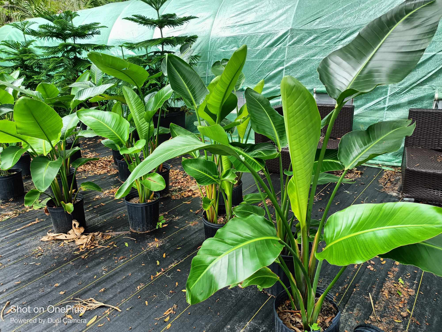 Bird of Paradise Tropical Tree (white bloom), 3 gal (local pick up only) plant,
