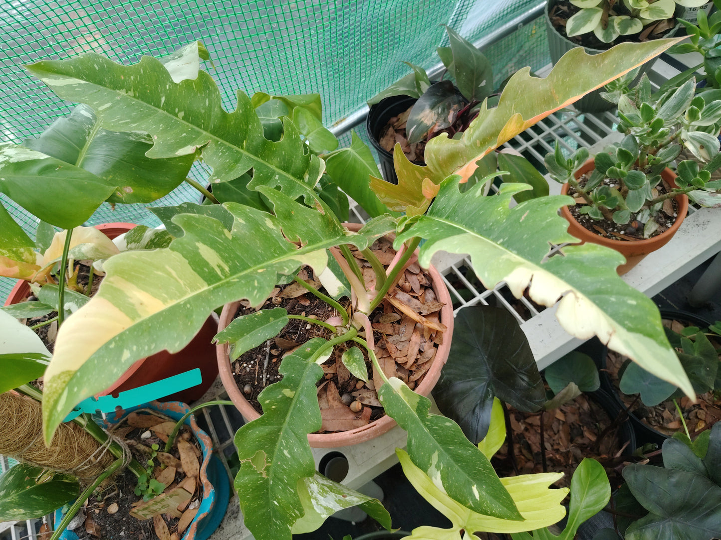 Ring of Fire Philodendron (1/2 gallon)