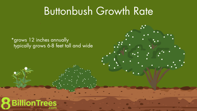 Button Bush native live plant shrub