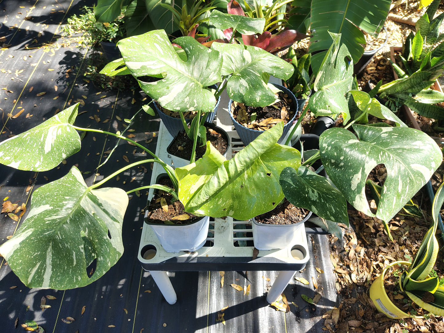 Monsteria Thai 1 gallon