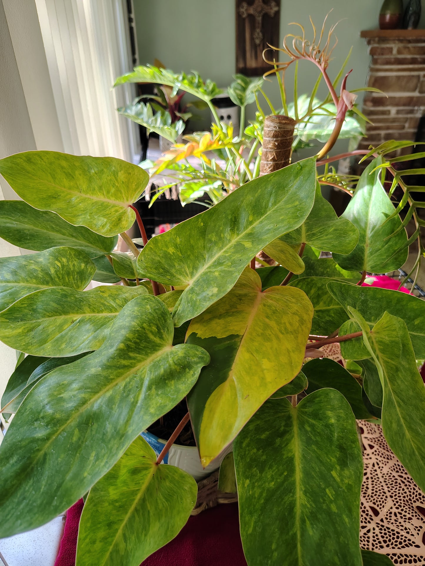 Painted Lady philodendron 6 in pot