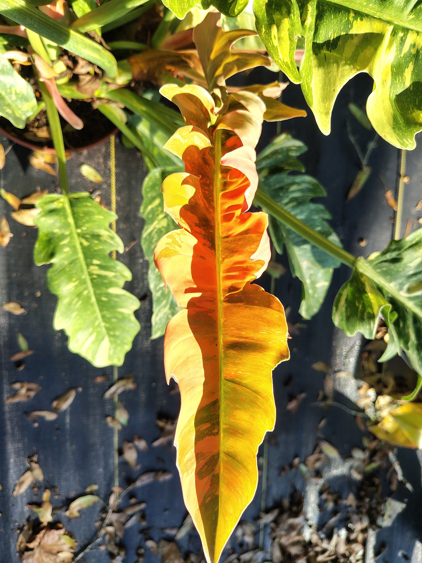 Ring of Fire Philodendron (3 gallon)