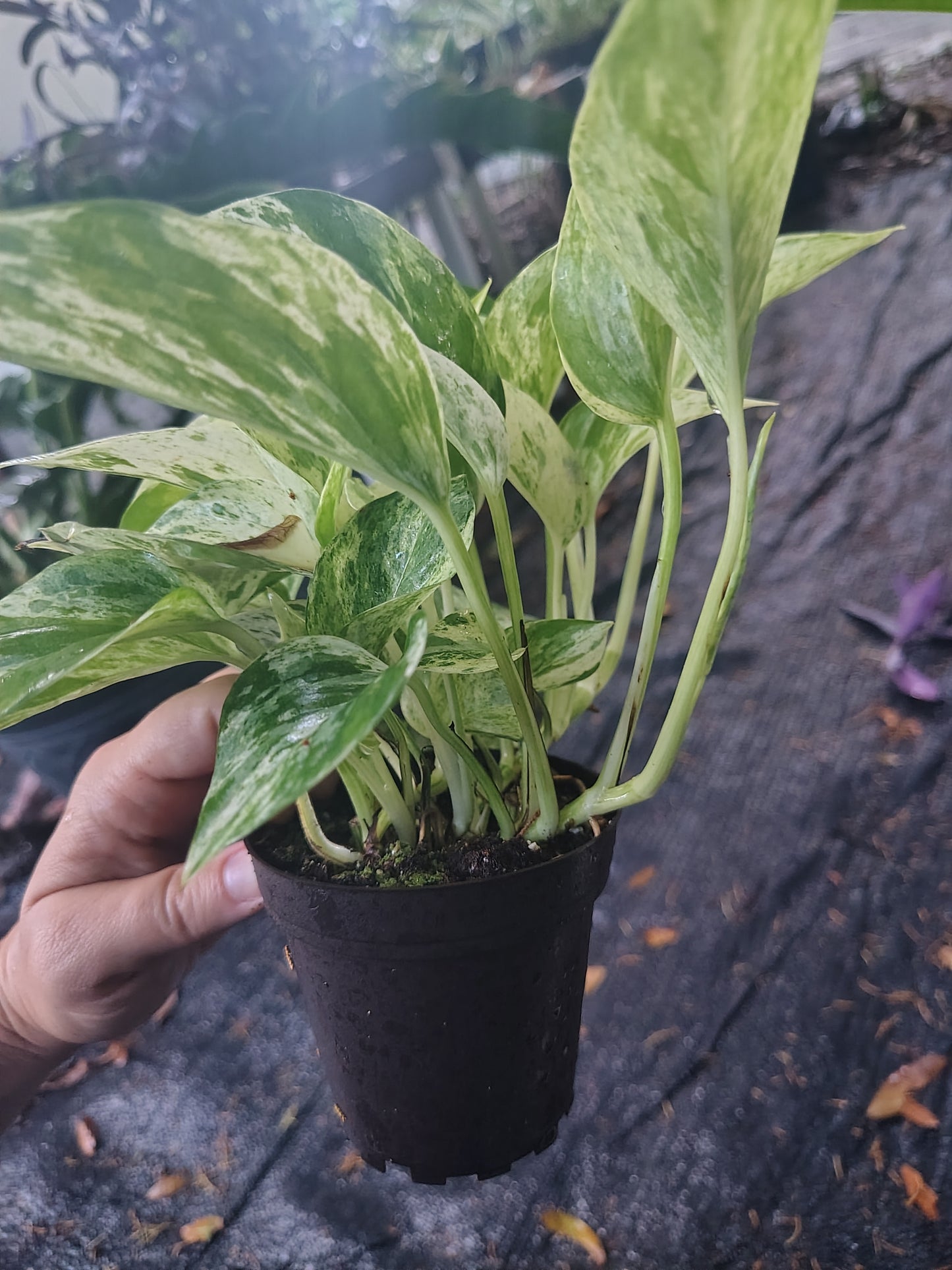 Epipremnum Aureum marble Queen pothos variegated
