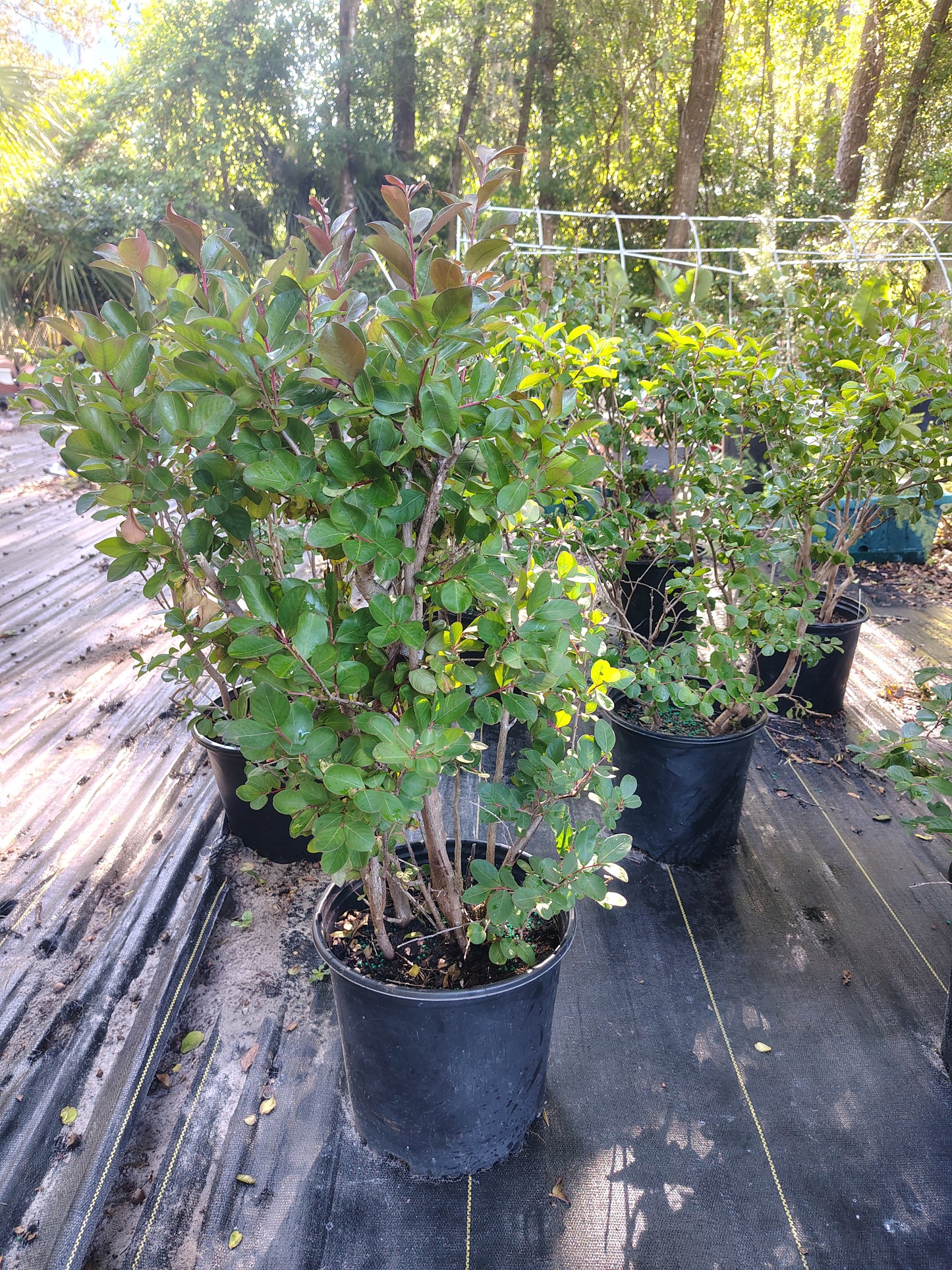 Catawaba purple crape myrtle