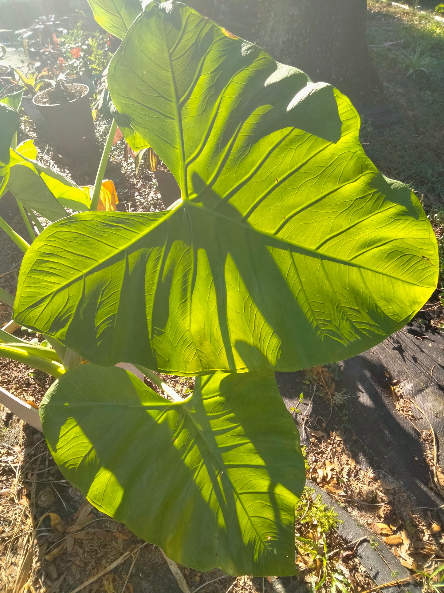 Elephant Ear: Tropical Thailand Giant plant bulb