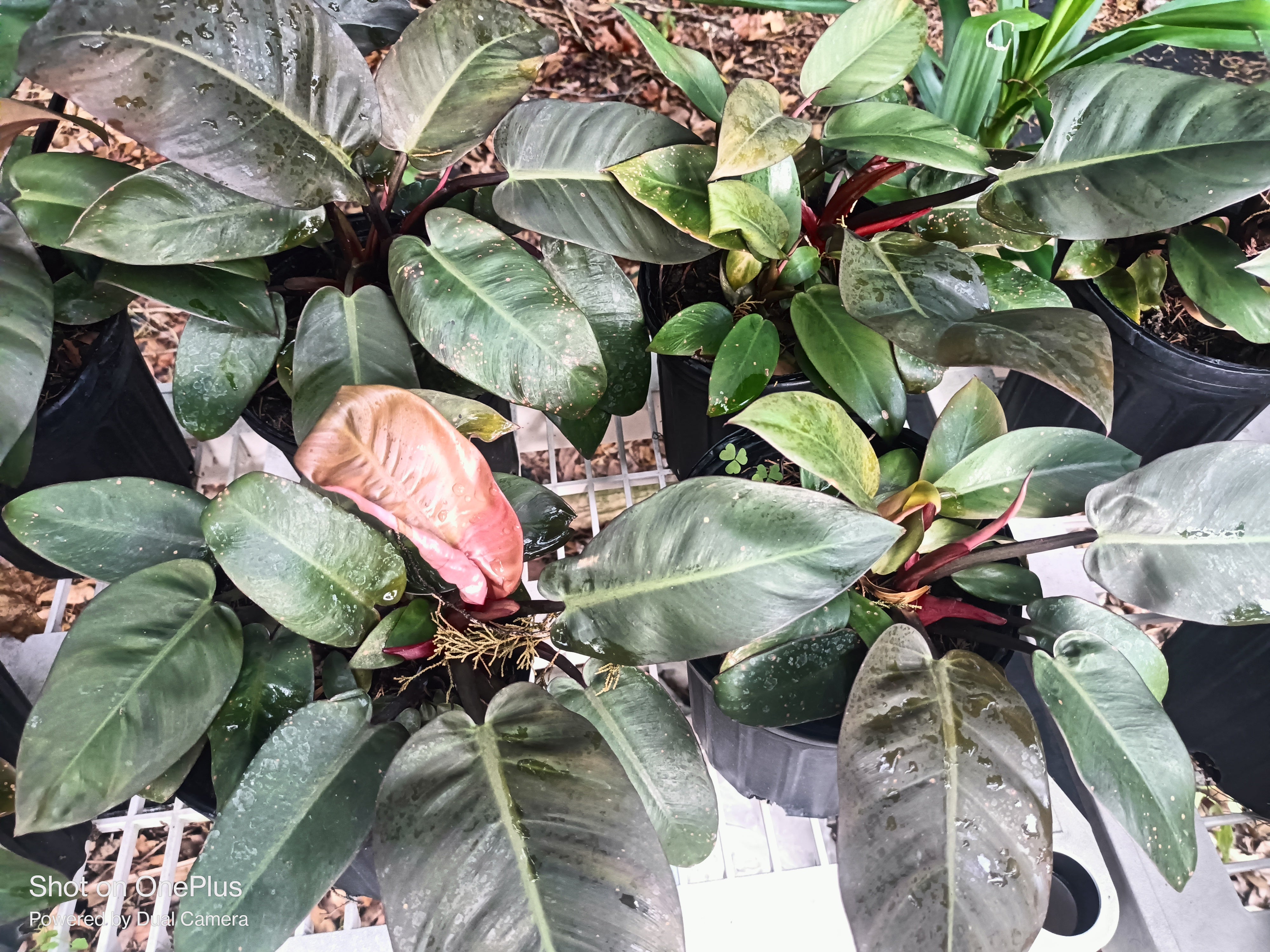 Tropical Plants – Orender Farm and Gardens LLC