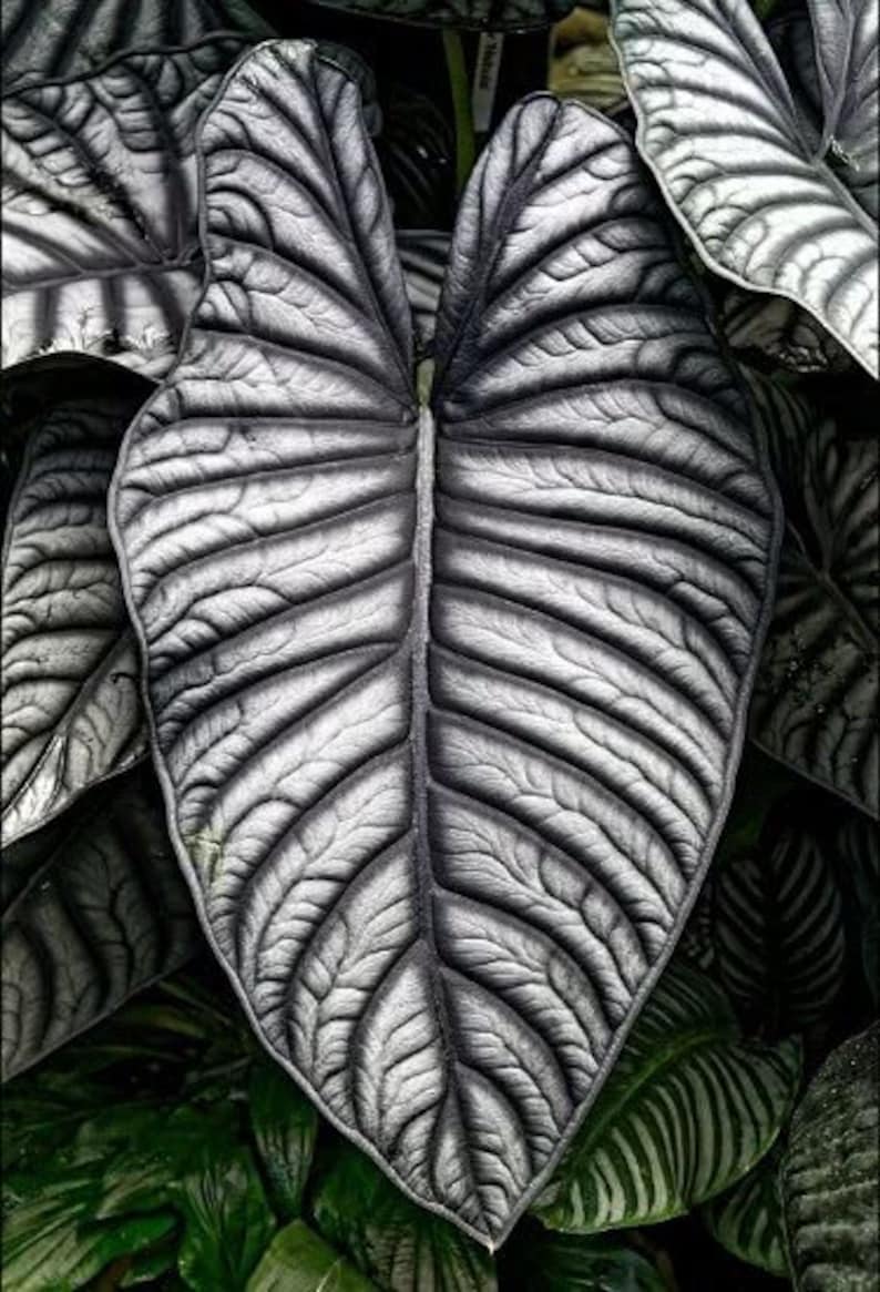 Alocasia