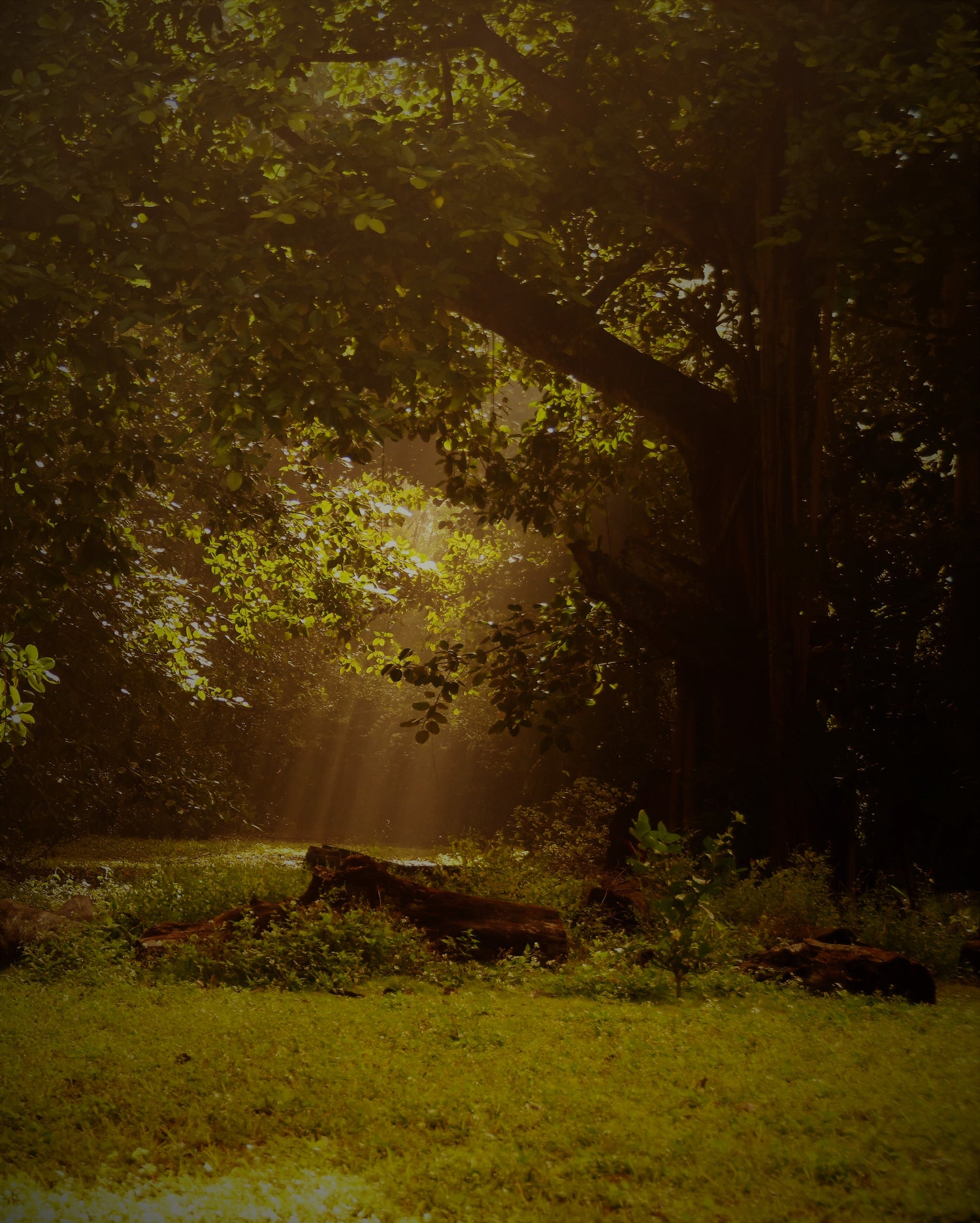 Backyard Trees