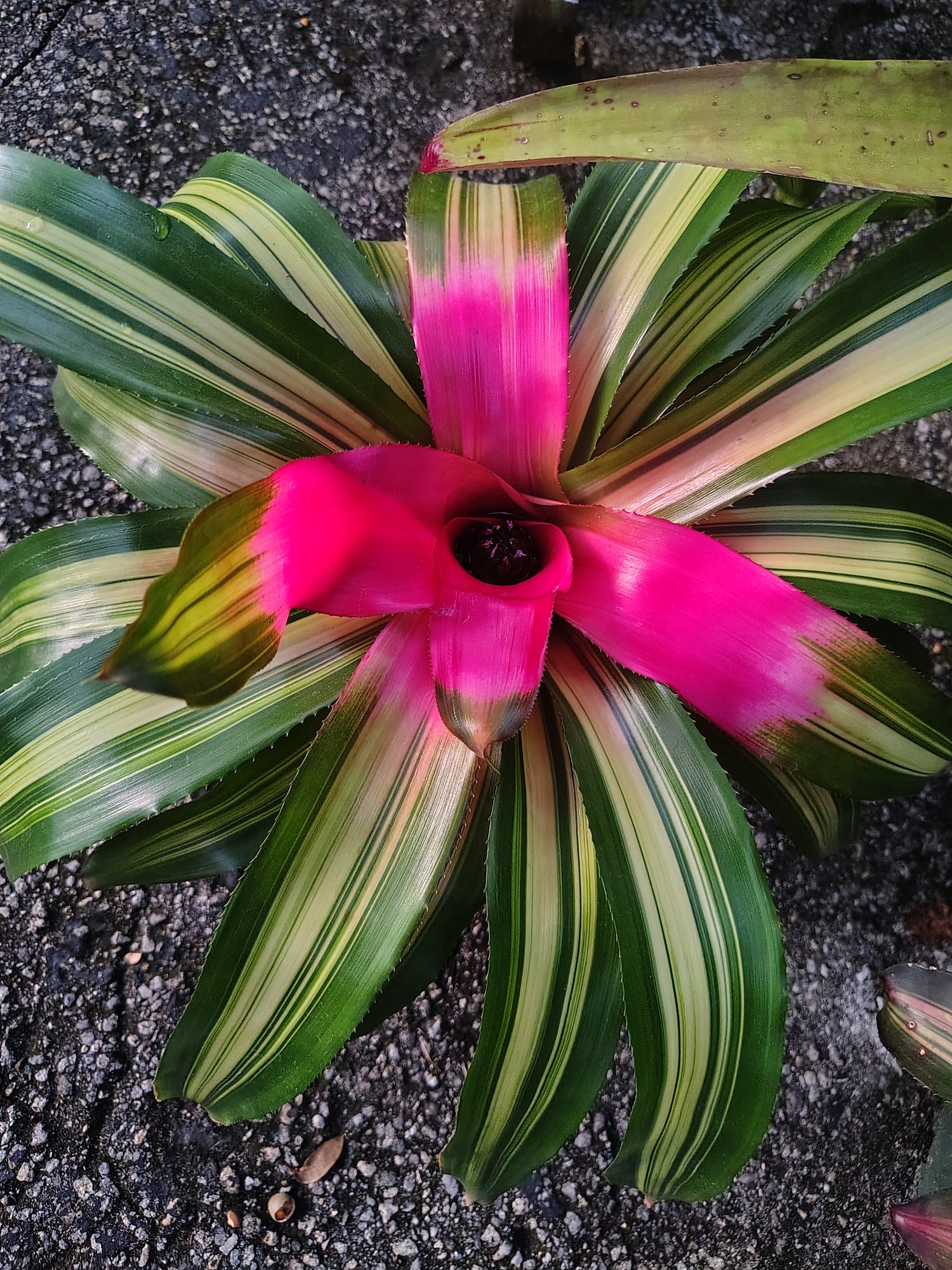 BROMELIADs