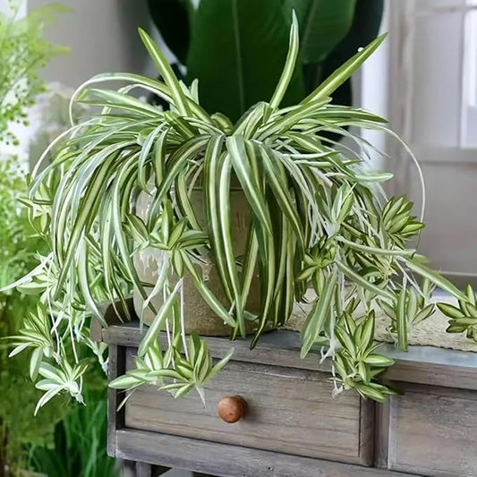 Ribbon plant aka Spider Plant baby with roots, propagated and grown at our farm, starter air plant