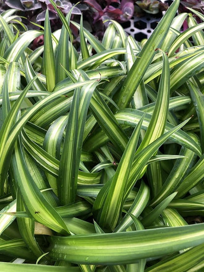 Ribbon plant aka Spider Plant baby with roots, propagated and grown at our farm, starter air plant