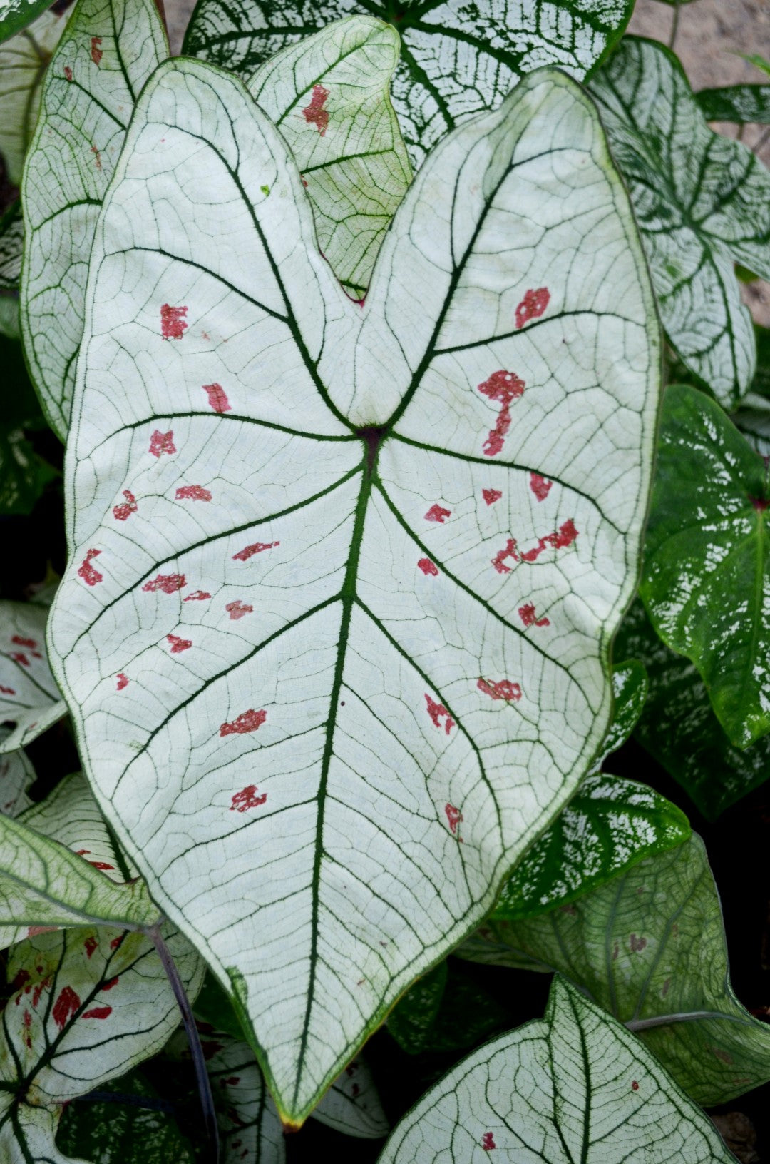 Caladium 'Marie Moir'  tropical perennial plant bulb ~ New Crop 2024 In Stock!