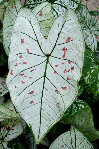 Caladium 'Marie Moir'  perennial bulb ~ New Crop 2024 In Stock!