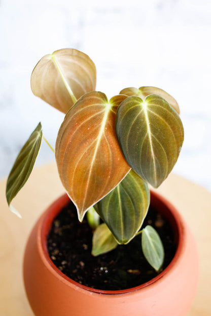 Philodendron Melanochrysum Starter Plant