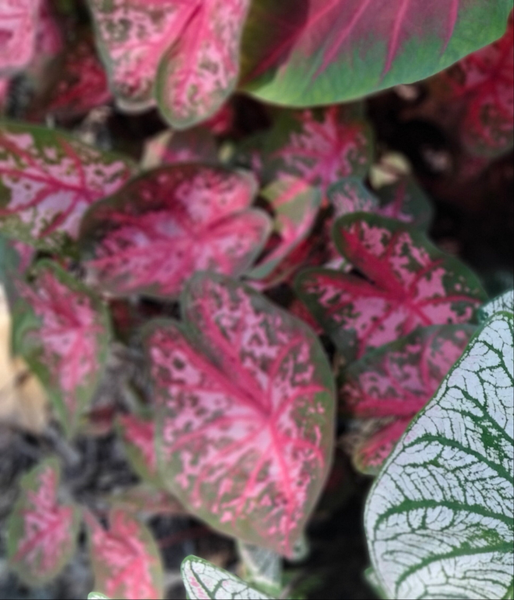 Caladium pink & green, Carolyn Wharton caladium live plant bulb