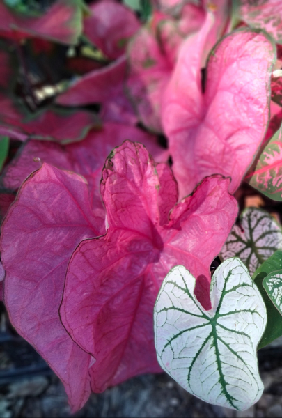 Caladium pink, Fannie munson, girls rule, caladium live plant bulb