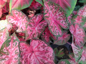 Caladium pink & green, Carolyn Wharton caladium live plant bulb